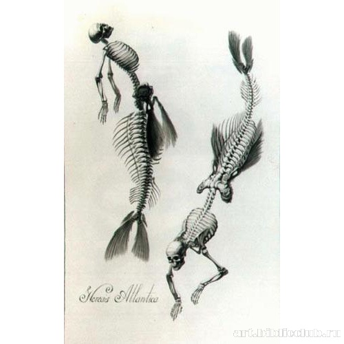 Нереида Атлантическая