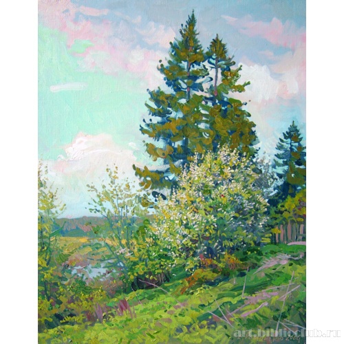 Черемуха зацвела