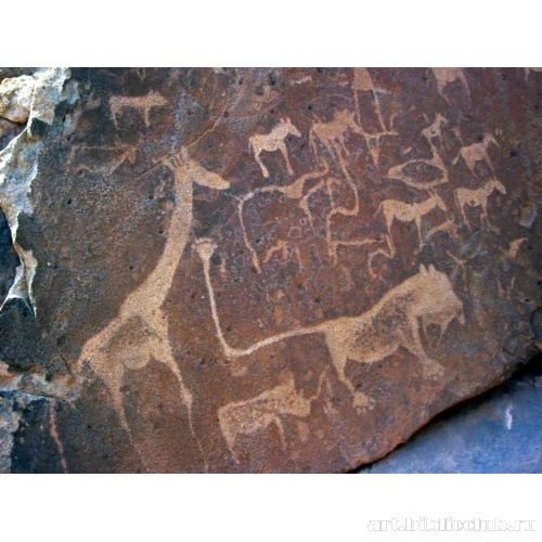 Жираф, леопард, носорог и другие животные