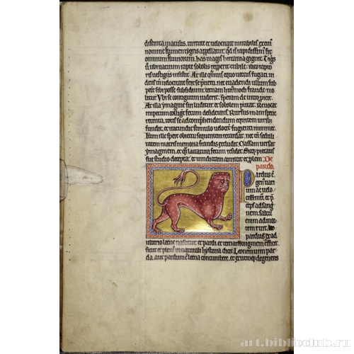 Абердинский бестиарий. Страница с текстом о тиграх. Глава о леопардах