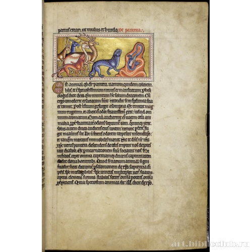 Абердинский бестиарий. Страница с текстом о леопардах. Глава о пантерах