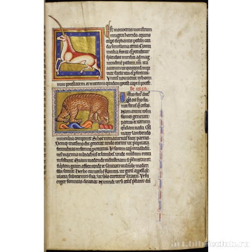 Абердинский бестиарий. Страница с продолжением текста о единорогах. Глава о медведях