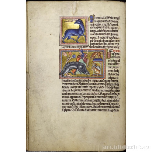 Абердинский бестиарий. Страница с продолжением текста о йелах. Глава о волках