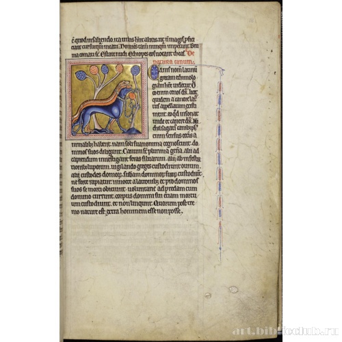 Абердинский бестиарий. Страница с текстом о характере собак