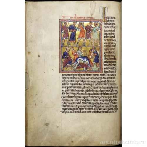 Абердинский бестиарий. Страница с продолжением текста о характере собак