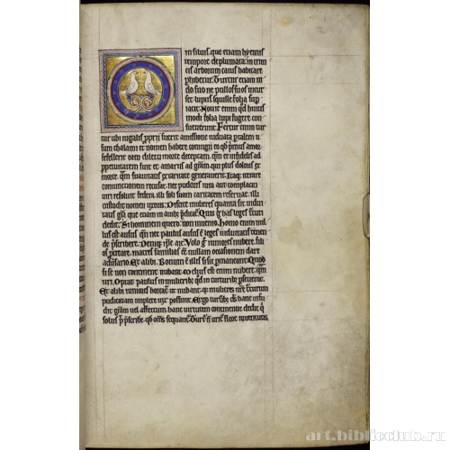 Абердинский бестиарий. Страница с продолжением текста о горлицах