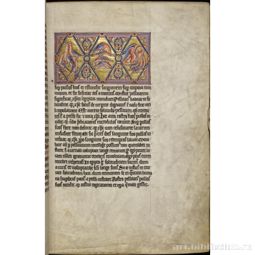 Абердинский бестиарий. Страница с продолжением текста о пеликанах