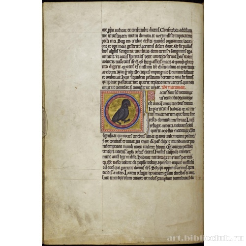 Абердинский бестиарий. Страница с продолжением текста о пеликанах. Глава о ночных совах