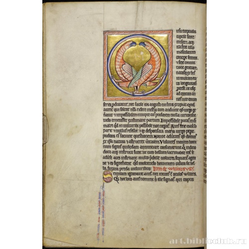 Абердинский бестиарий. Страница с продолжением текста о грифах