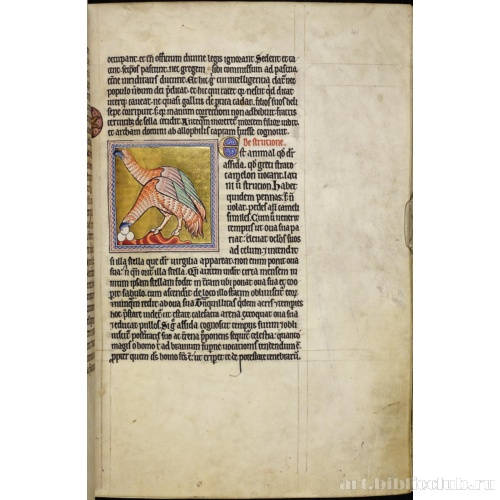 Абердинский бестиарий. Страница с продолжением текста о петухах. Глава о страусах