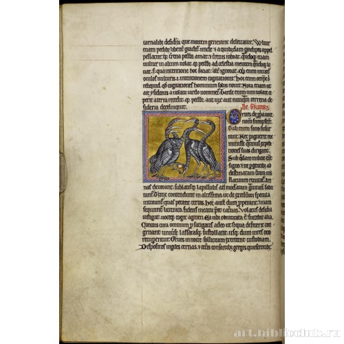 Абердинский бестиарий. Страница с продолжением текста о грифах. Глава о журавлях