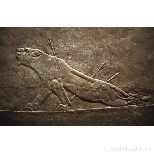 Умирающая львица. Сцена рельефа из дворца Ашшурбанапала в Ниневии. Фрагмент
