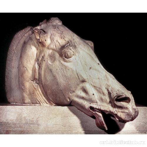 Голова лошади из упряжки Селены