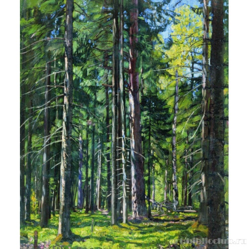 Ели и сосны