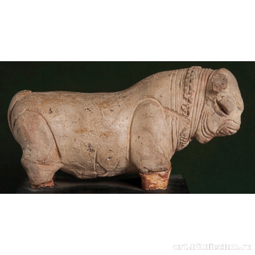 Безгорбый бык