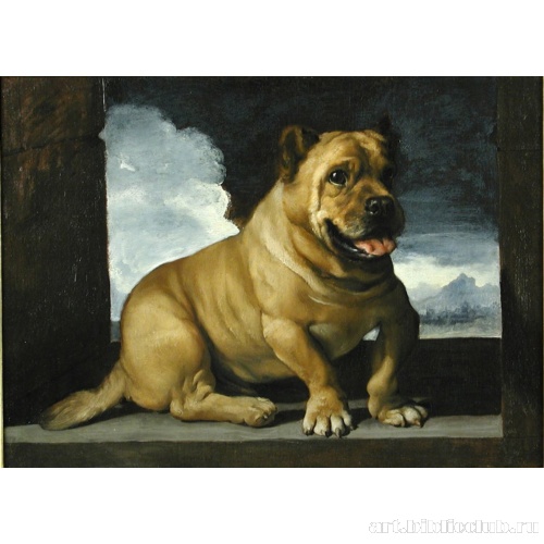 Изучение итальянского кане корсо