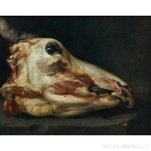 Голова молодого быка со снятой кожей