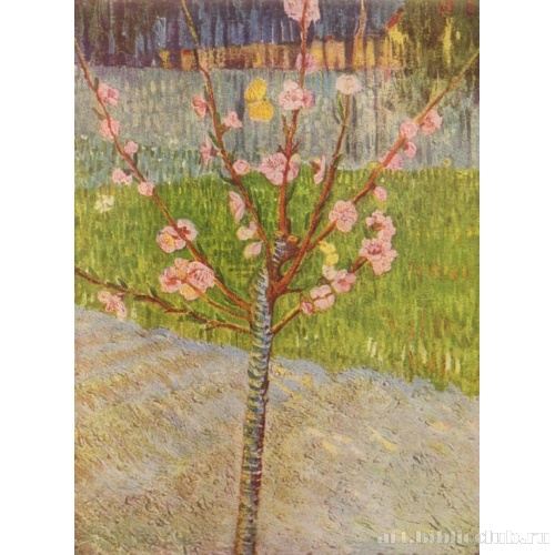 Персиковое дерево в цвету