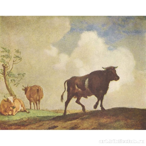 Бык и коровы