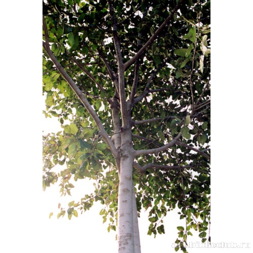 Пипал, или ашваттха (Ficus Religiosa) - одно из самых почитаемых деревьев Индии