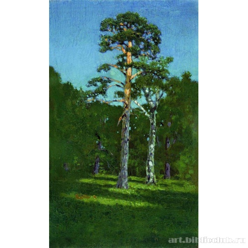 Сосна