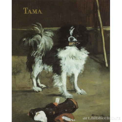 Японская собачка Тама