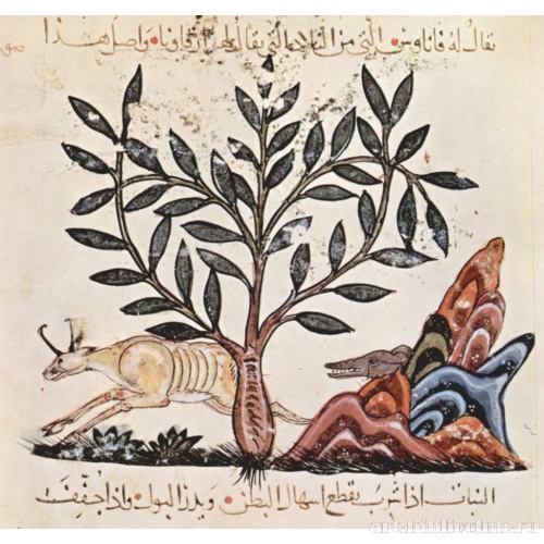 De Materia Medica («Травник») Диоскорида. Астрагал со сценой охоты
